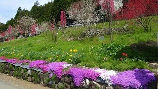 國田家の芝桜