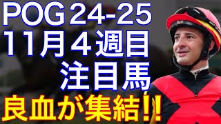 【POG/24-25】１１月４週目デビューの注目新馬を紹介【ジャパンＣウィークに良血馬たちが集結！】