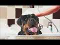 8 reasons you should not get a female rottweiler