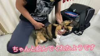 猫ちゃんにお薬を飲ませる方法