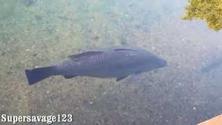 Barramundi feeding