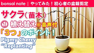 Pigmy Cherry ①Three points of “Replanting” (Audio ver) [bonsai]