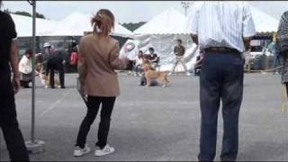 JKC神戸中央愛犬クラブ・ベビークラス　【 20100920その壱】