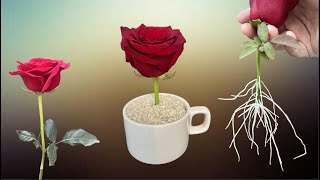 Just Rice! Instructions for propagating roses so they sprout and root overnight.