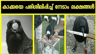 കാക്കയെ പരിശീലിപ്പിച്ച് നേടാം ലക്ഷങ്ങൾ | How to train a crow| SVSennumeppozhumevideyum #crow