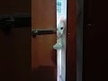 try to open the door 😆 shorts cat funny