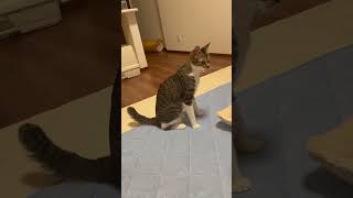 【癒し動画】「投げて！」と繰り返しおもちゃを持ってくる子猫に投げるふりをしてみたら、、、、 #shorts