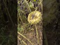 doves love sunflowers.