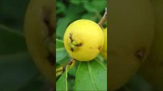 Strawberry yellow guava subscribe #gardening #fruit #gardeninglovers