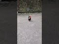 ふつうに鳴くニワトリ🐓 ニワトリ shorts