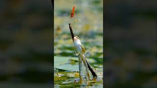 কিভাবে নিজেকে জয়ী করতে হয় || সফলতা অর্জনের উপায় || অনুপ্রেরণা মূলক কিছু কথা || Success Tips