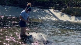 782 manatees have died in Florida so far in 2021. Here’s what could be to blame.