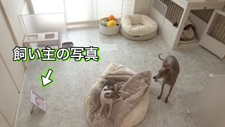 【検証】お留守番の時に飼い主の写真があると犬は安心するらしい！