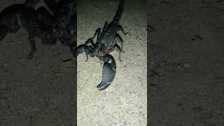 Scorpion bites are very dangerous தேள் கடித்தால் மிகவும் ஆபத்தானது