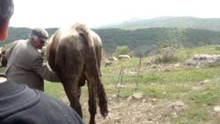 Bik od Stracin . Bull from Stracin ! . funny