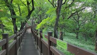 진달래 산책 길 🌳 백련사