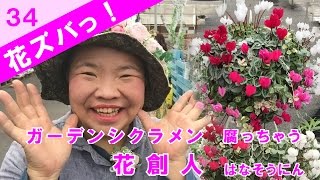 ガーデンシクラメン_腐って枯れちゃうの【花ズバっ】34旬の花とその使いかた紹介/花創人ガーデニング教室