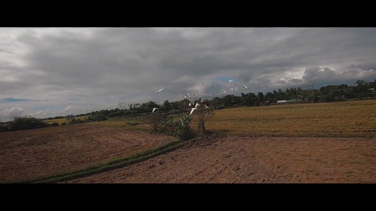 Cinematic Fpv Youtube