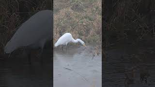 Egret hunting #wildlife #egret