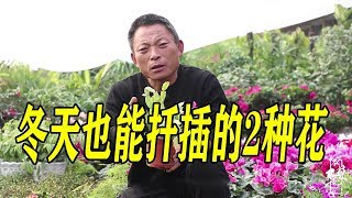 冬天也能扦插的“2”种花，仍在角落不用管，一盆变百盆【农村养花匠】