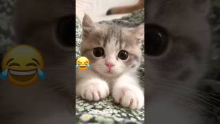 Funniest Videos 2023 😂 Funny Cats 🐱 #cute #cat #short #3