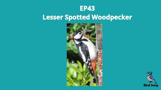 EP43 Lesser Spotted Woodpecker  - Bird Song