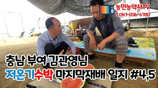 [농민농약사TV] 충남 부여 김관영님 저온기수박 마지막재배 일지 #4,5