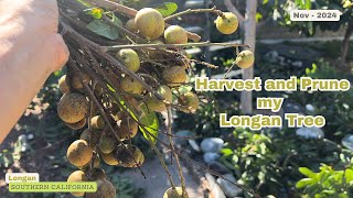 Harvest and Prune my Longan Tree - 2024 Season - Southern California