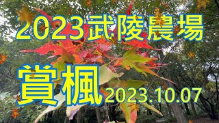 2023武陵農場賞楓-武陵賓館落羽松.桃花莊銀杏林2023/10/07