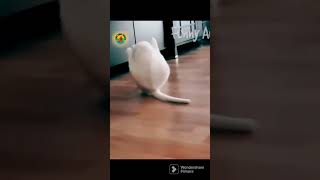 FUNNY ANIMALS:THE FUNIEST CAT 😸😸😸||BEST FUNNY ANIMALS VIDEOS #shorts #viral #funnyvideos #trending