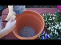 nearsource organics how to build a simple whiskey barrel garden preview