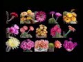 time lapse beautiful cacti bloom before your eyes bbc documentary official