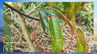 สาเหตุแนวทางแก้ไขทุเรียนใบจุด ใบเหลือง ใบร่วง. Cause and solution :Durian leaves,spot,yellow leaves.