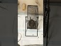 【degu】走ってたらいきなり… shots