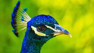 Peacock loud sound | Indian Peacock close eyes and makes loud call.