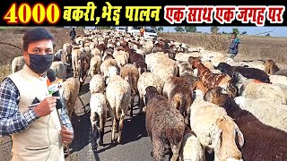 #goatfarming  4000 बकरी ,भेड़ पालन एक साथ । 4000 goat \u0026 sheep farming। Bhed bakri palan kaise Karen