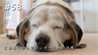 犬たちの経験とふれあい・ヨークシャーテリア・シーズー・ラブラドールレトリバー・トリミング【とあるペットサロンオーナーの日常＃５８】