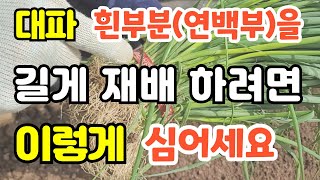 대파흰부분을 길게 심는방법 대파모종심는방법 삼동파 옮겨심기 후 결과는 대파가장쉽게 심는방법