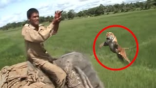 30 Scariest Tiger Encounters of The Year
