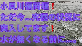 小貝川福岡堰❗️ただ今…究極の状況です❗️チャンスは今です❗️50UP…。