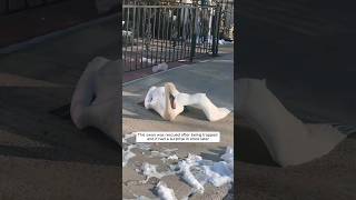 This swan was rescued after being trapped, and then...