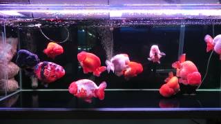 小陳金魚 2月4日在店展售中 16~17蘭壽群