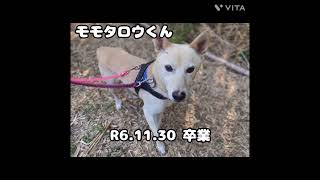 保護犬の人馴れ訓練プロジェクト　2024卒業犬　#ZOOねるパーク　#岡山市保健所　#岡山市　#保護犬　#野犬　#野良犬　#人馴れ訓練　#譲渡希望者募集