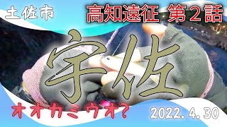 GW高知遠征 第2話 メバリング 高知県土佐市宇佐漁港 2022.4.30