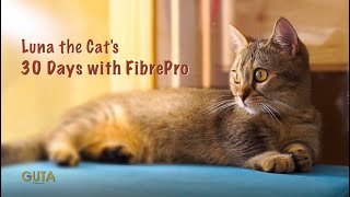 Luna the Cat's 30-days with FibrePro Pet-Friendly Textile | Guta Fabrics