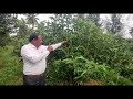 ಅತಿ ಸುಲಭವಾಗಿ ಸಂಪಿಗೆ ಗಿಡ ಬೆಳೆಯುವ ವಿಧಾನthe method of growing champaka tree sampigeflowers agricultura