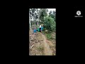 ಅತಿ ಸುಲಭವಾಗಿ ಸಂಪಿಗೆ ಗಿಡ ಬೆಳೆಯುವ ವಿಧಾನthe method of growing champaka tree sampigeflowers agricultura