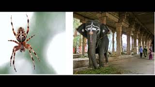 திருவானைக்காவல் யானை மற்றும் சிலந்தி கதை 24 Tamil Story Religious with moral Elephant \u0026 spider story