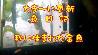 秋に生まれた金魚の赤ちゃんたちは・・・魚日記