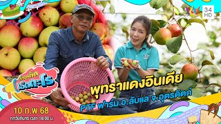 พุทราแดงอินเดีย PTF ฟาร์ม อ.ลับแล จ.อุตรดิตถ์ | เรื่องเด็ดเอ็ดตะโร | 10 ก.พ. 68 (3/4)